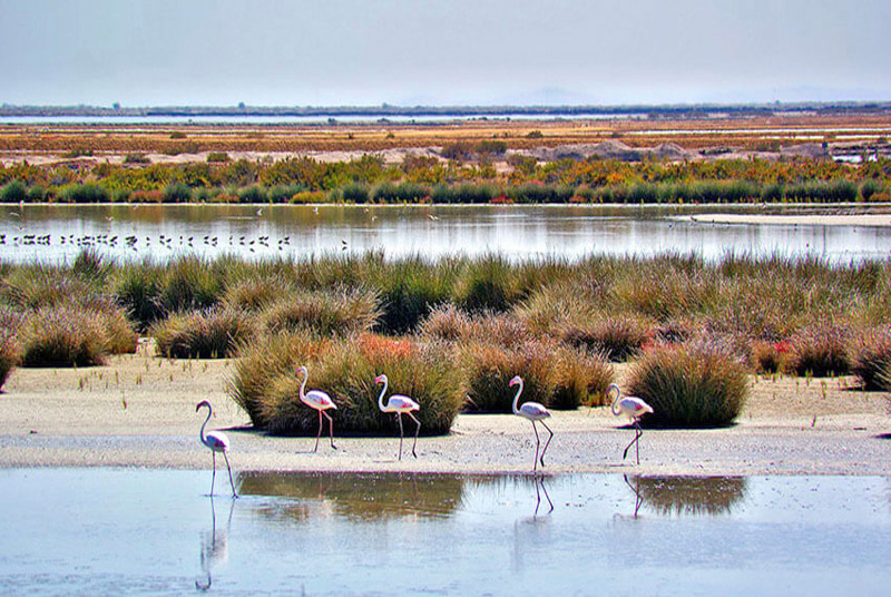 Actividades de la naturaleza en Doñana